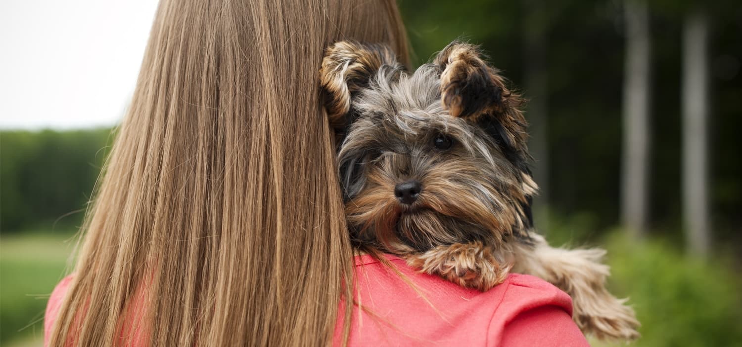 petit chien hypoallergénique