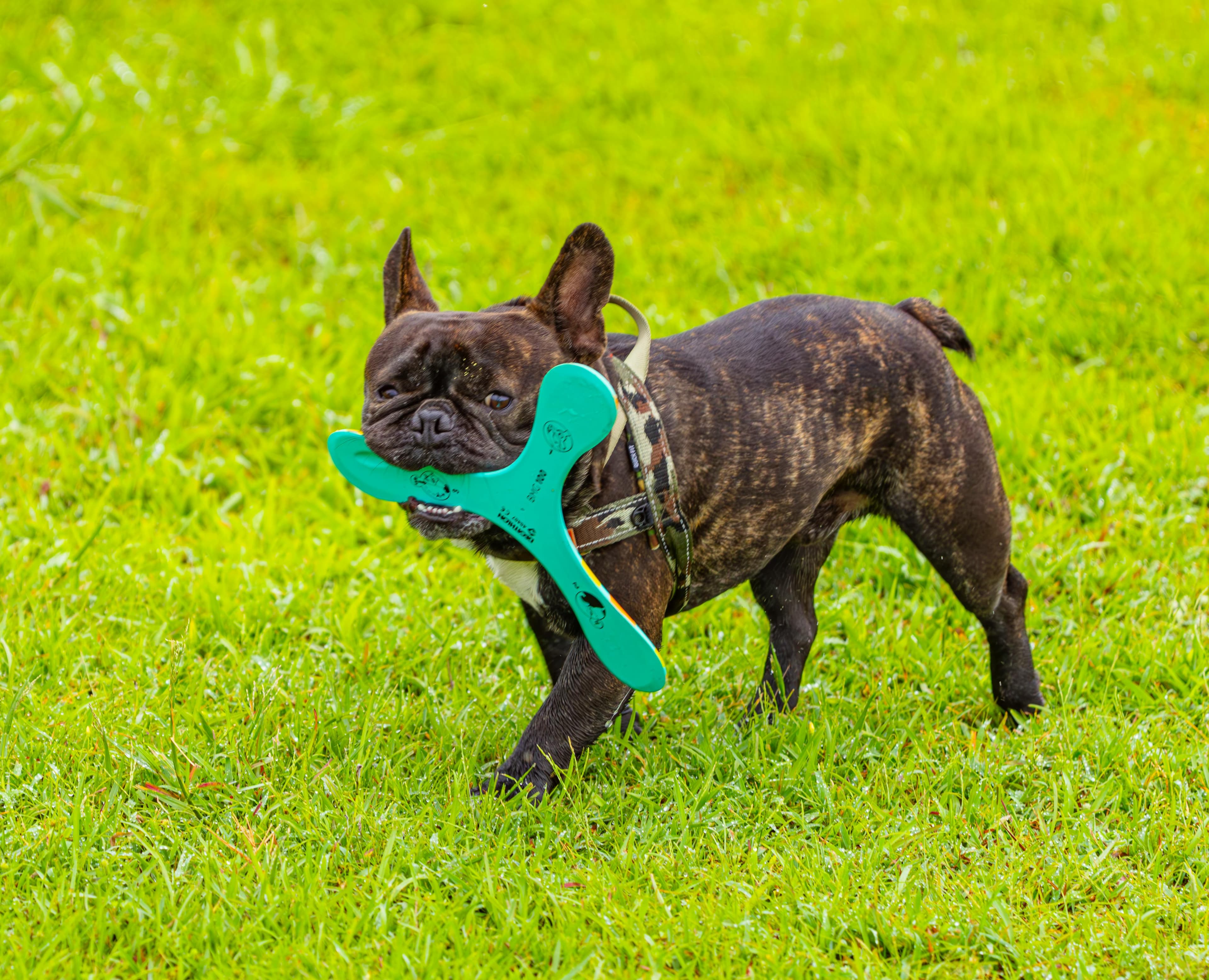 bouledogue francais alimentation