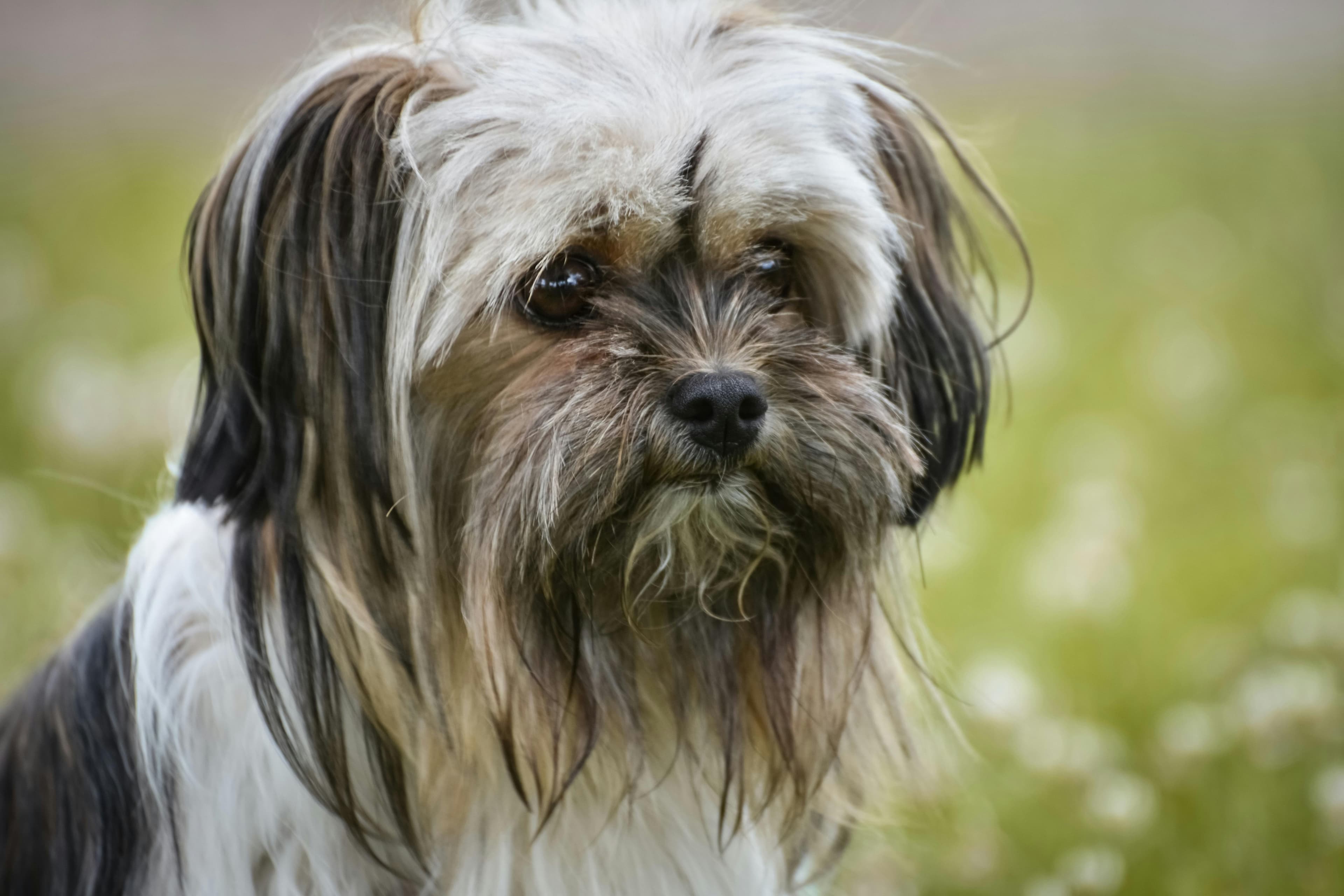 toilettage shih tzu