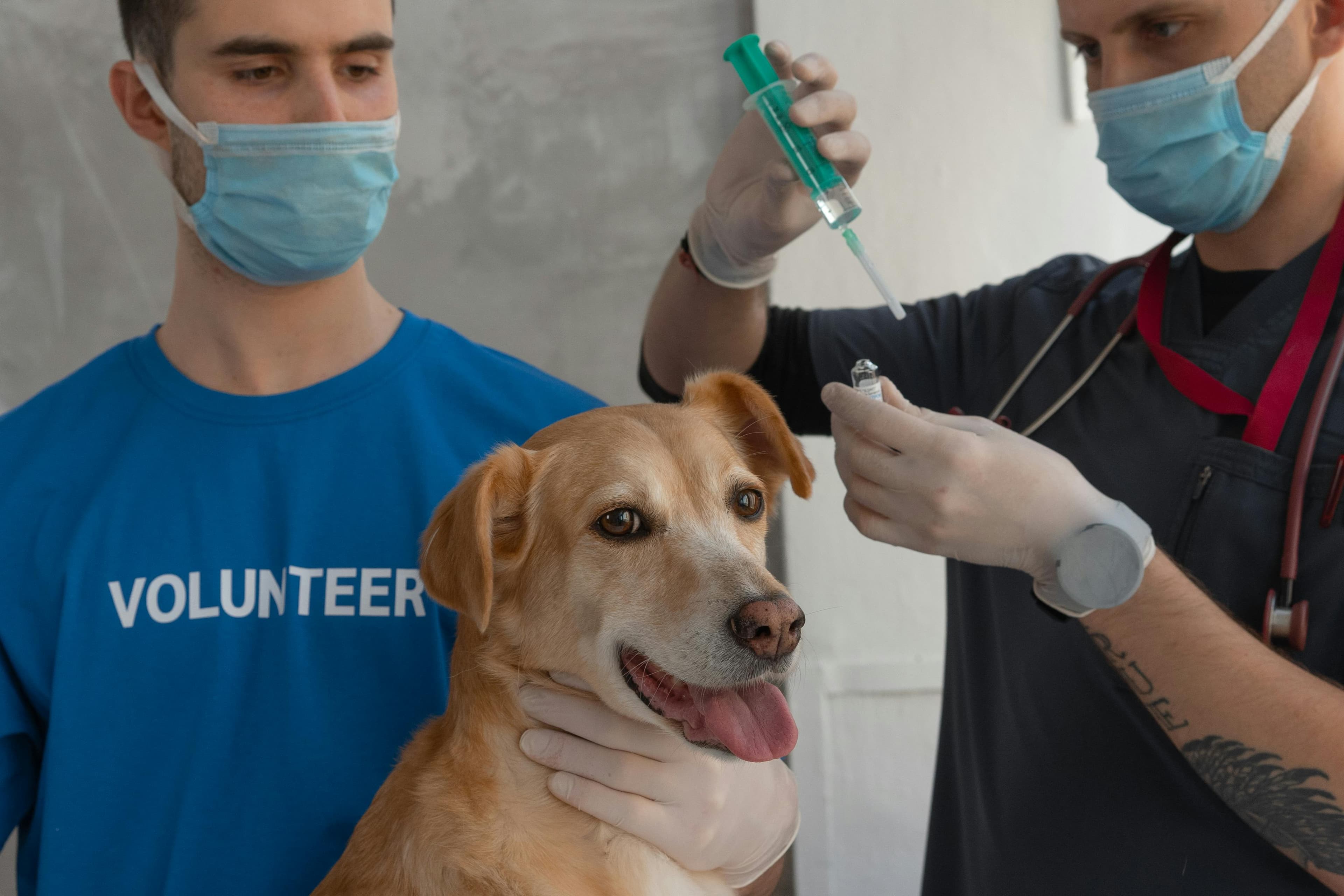 rappel vaccin chien