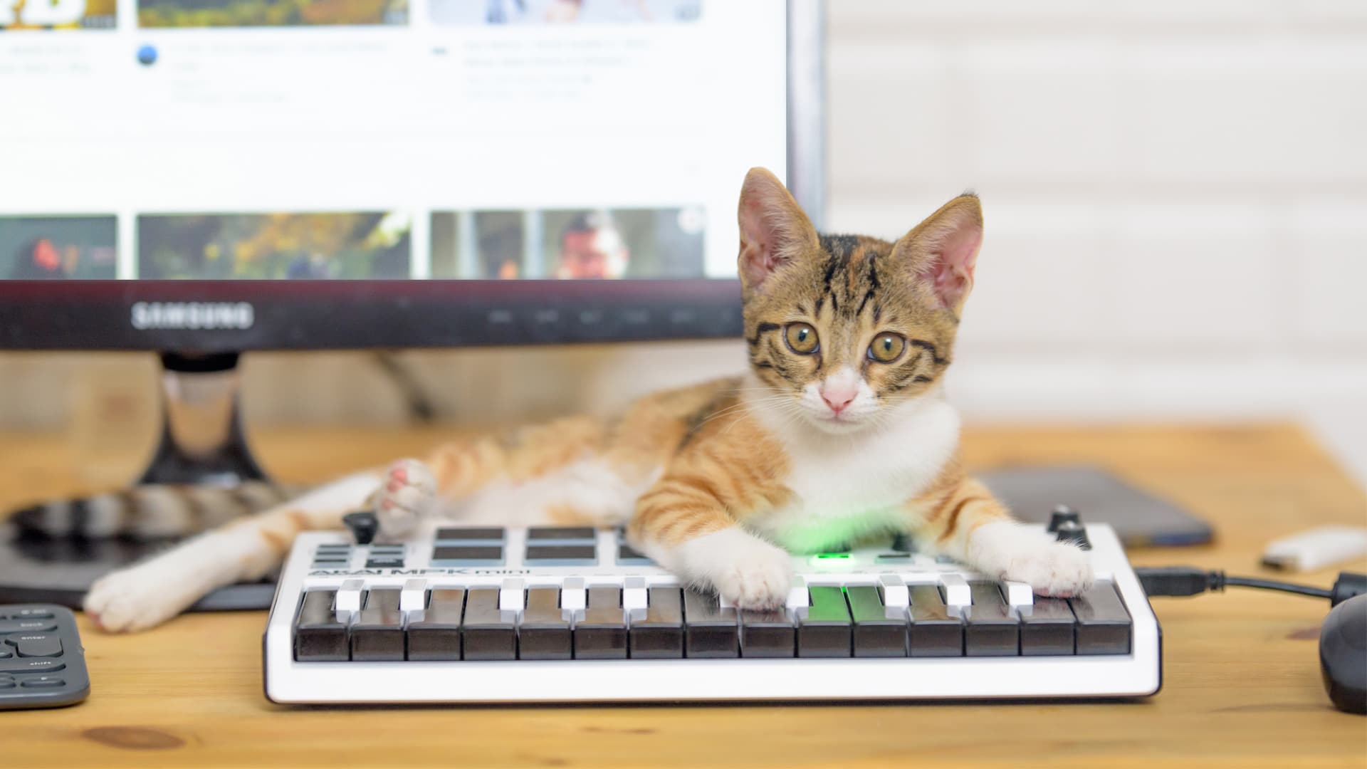 photographe chat professionnel