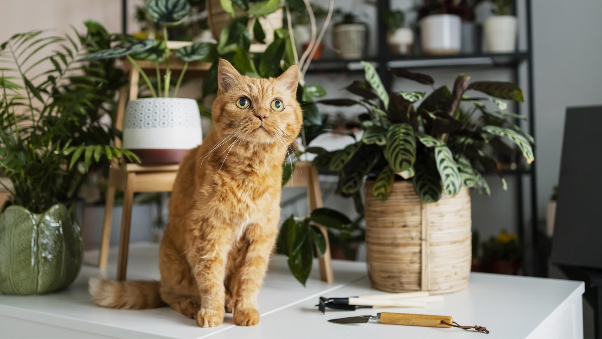 plantes toxiques pour les chats