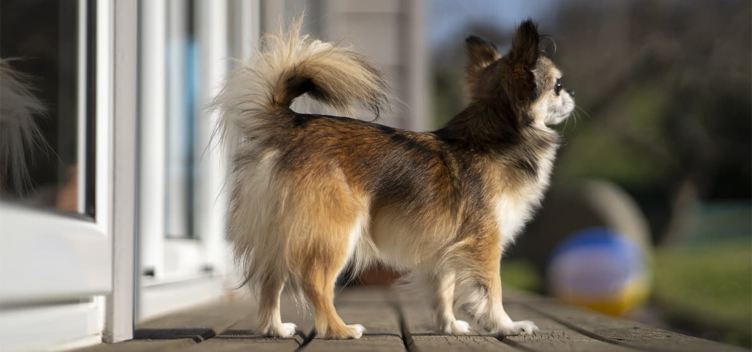 chihuahuas à poil long