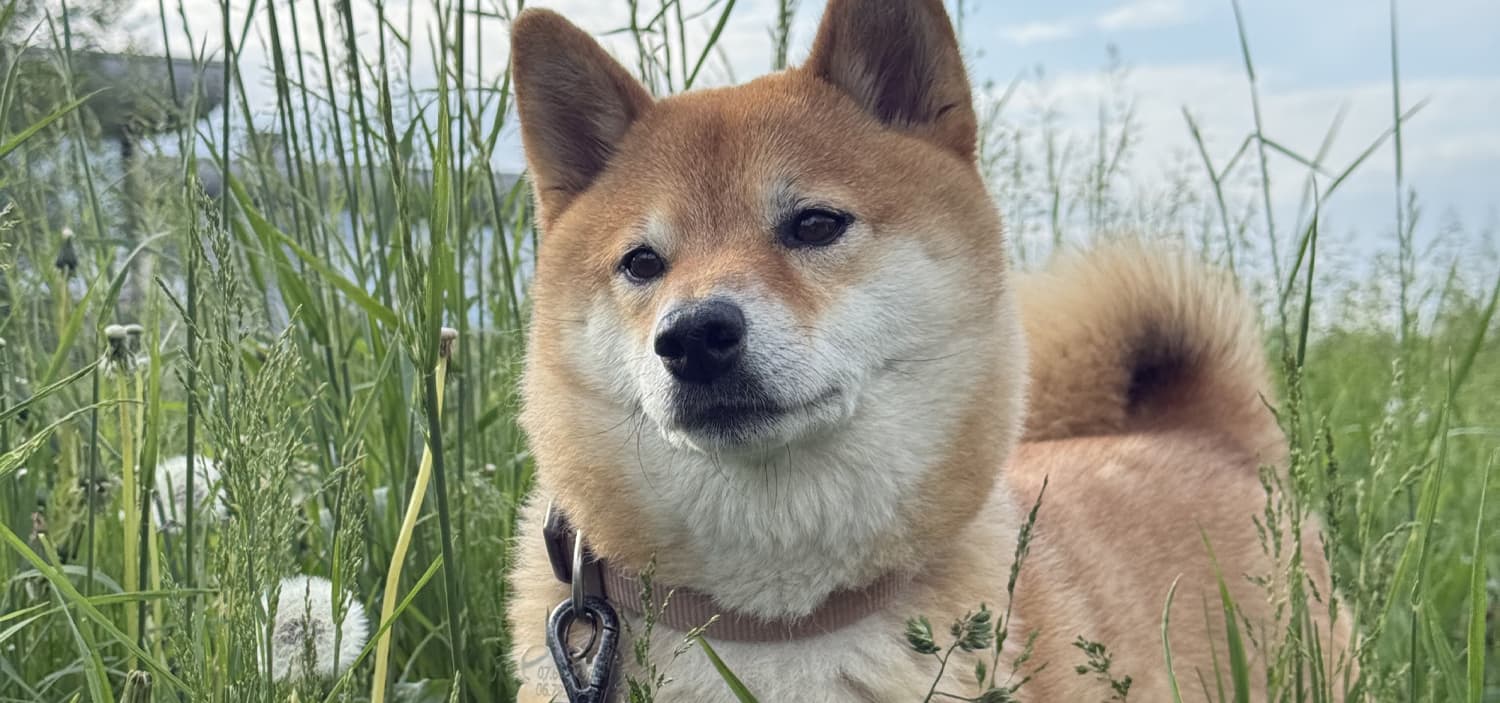 pourquoi mon chien mange de l'herbe