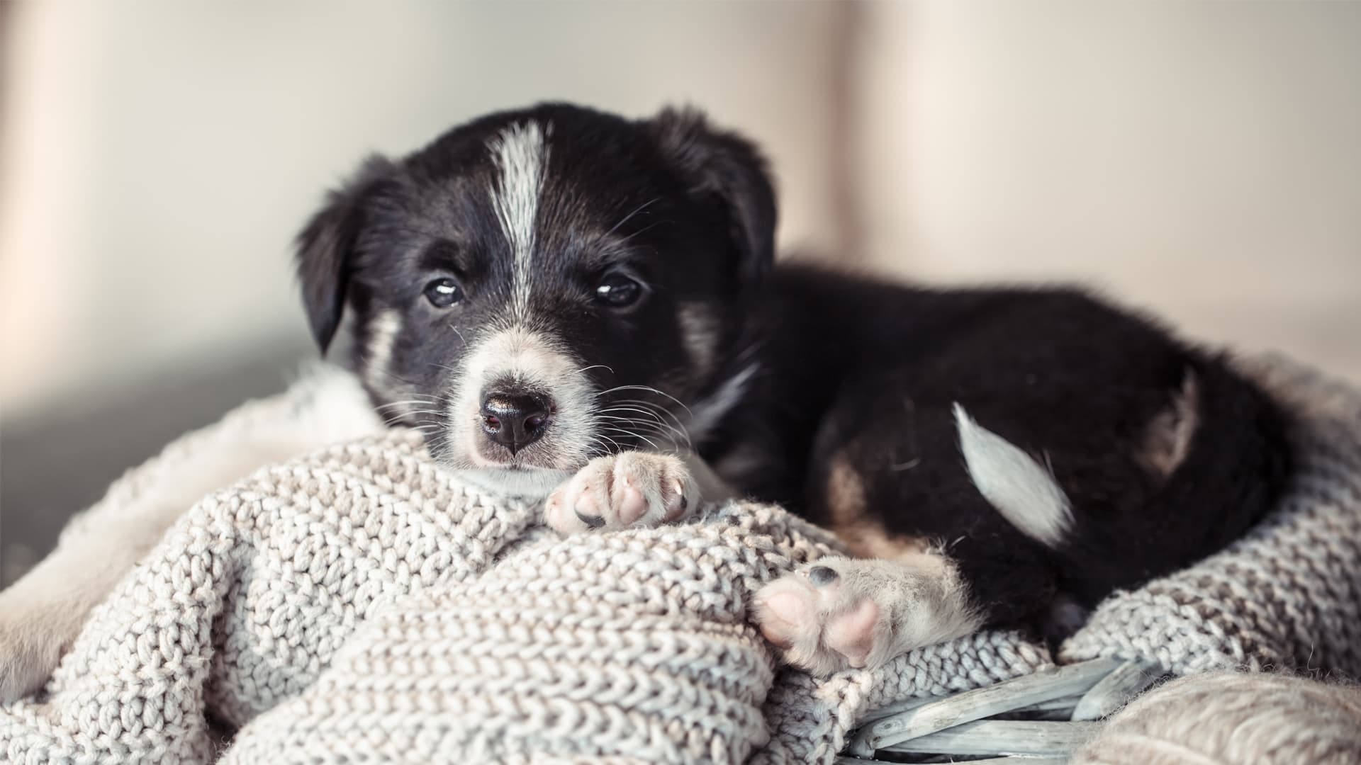 préparer l'arrivée d'un chiot