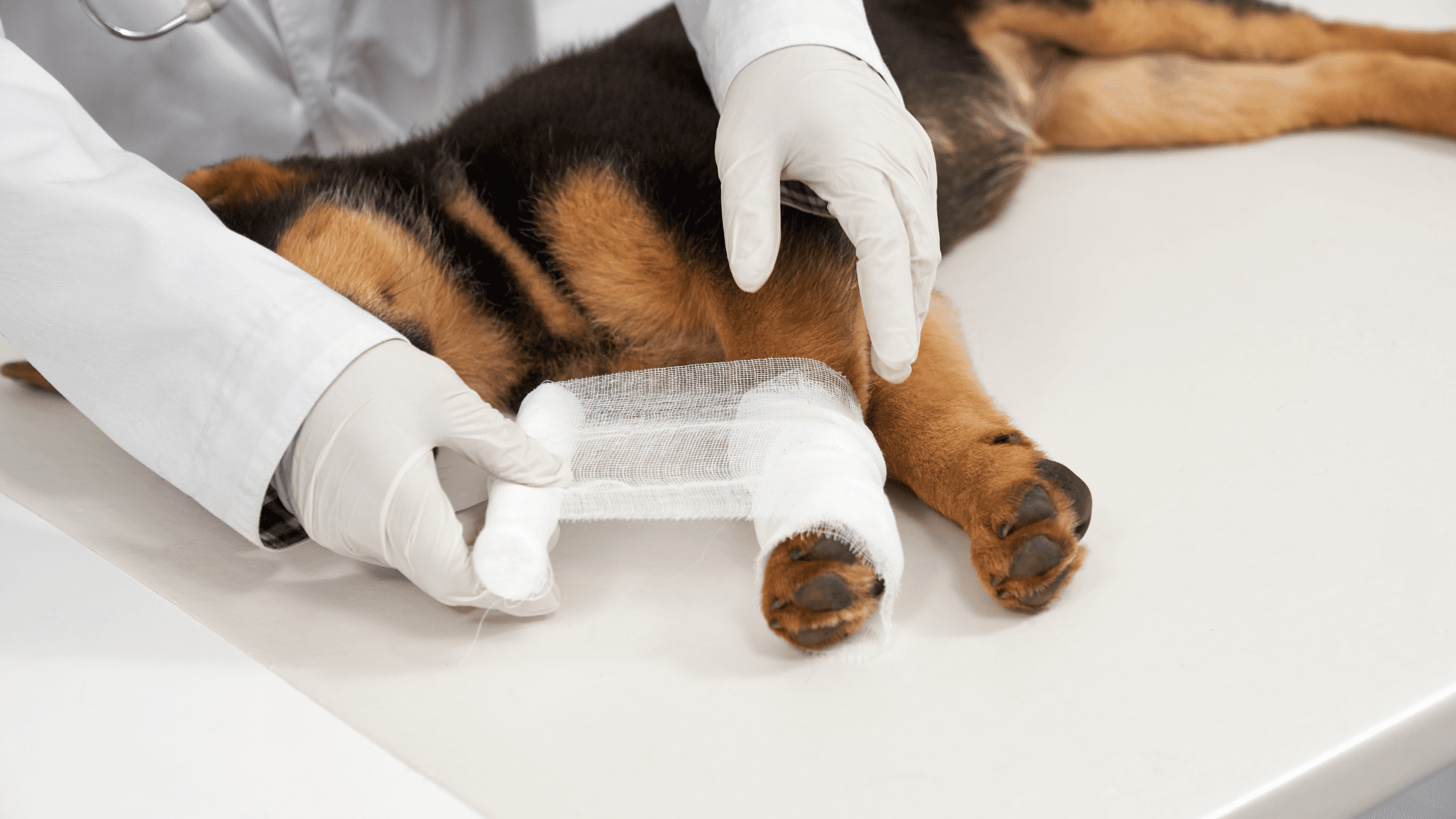 formation premier secours canin et félin