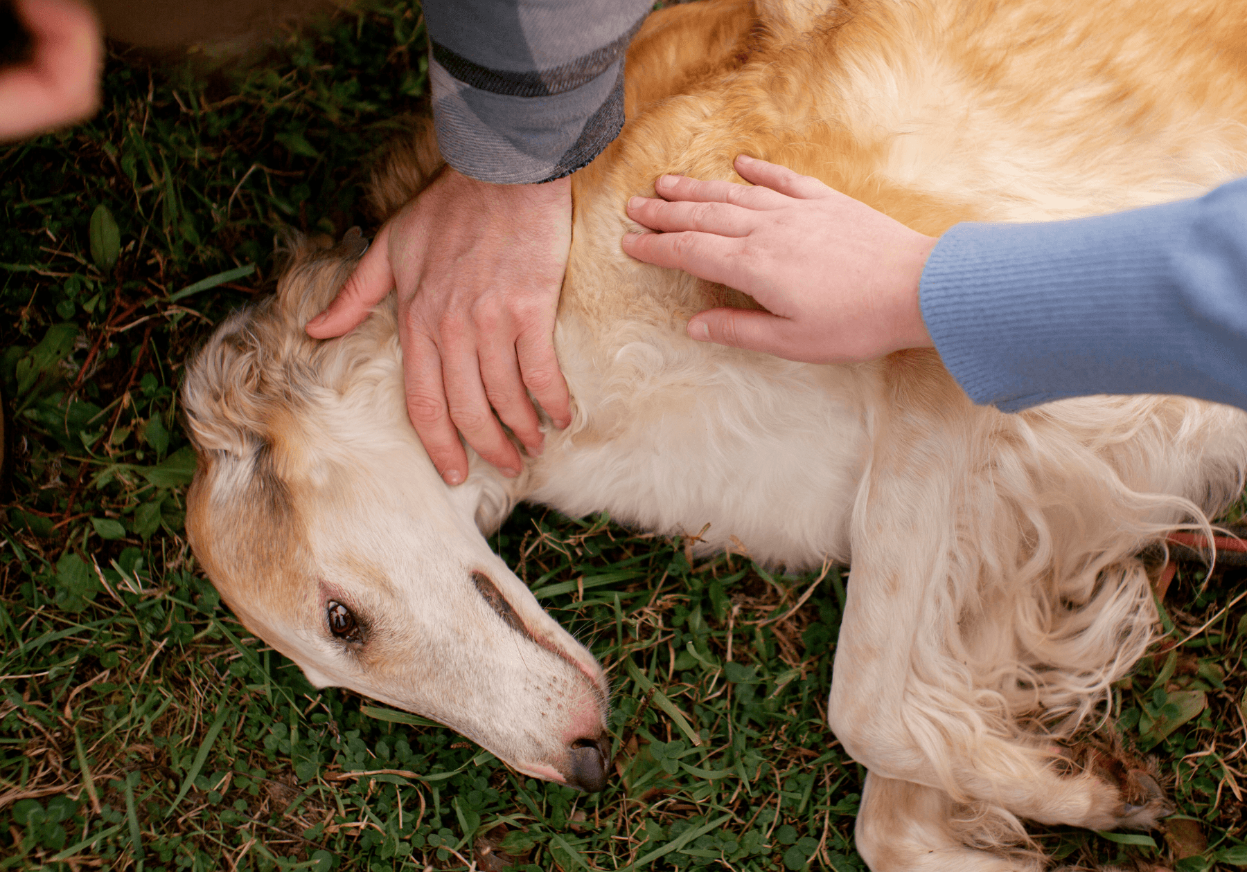 formation premier secours canin et félin