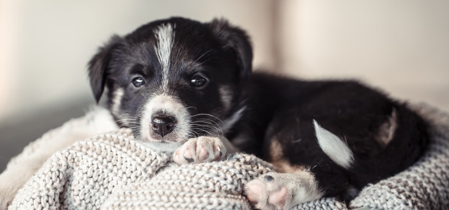 prénoms b chiens chats