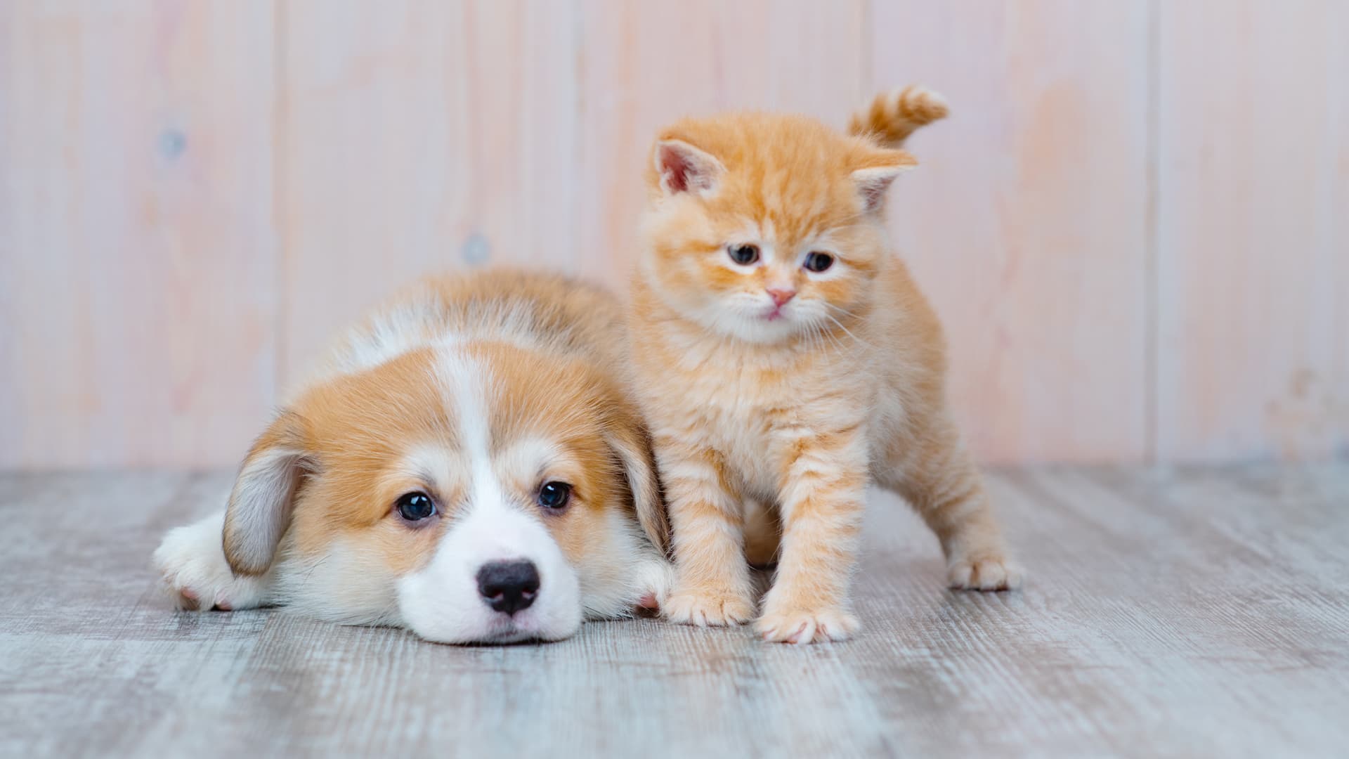 Prénoms pour chiens et chats en A