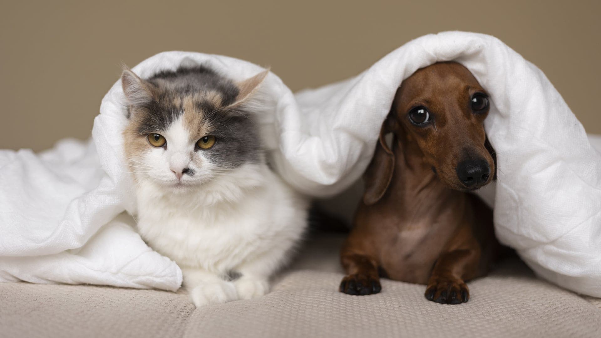 prénoms pour chiens et chats en V