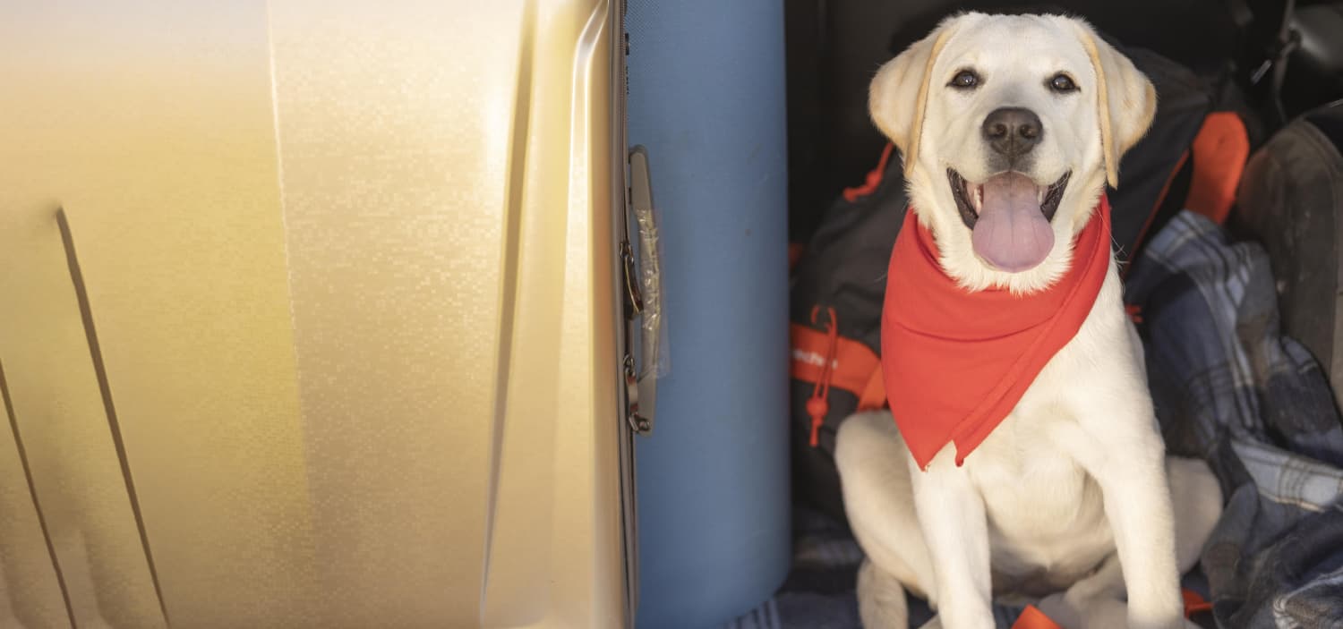 passeport chien prix