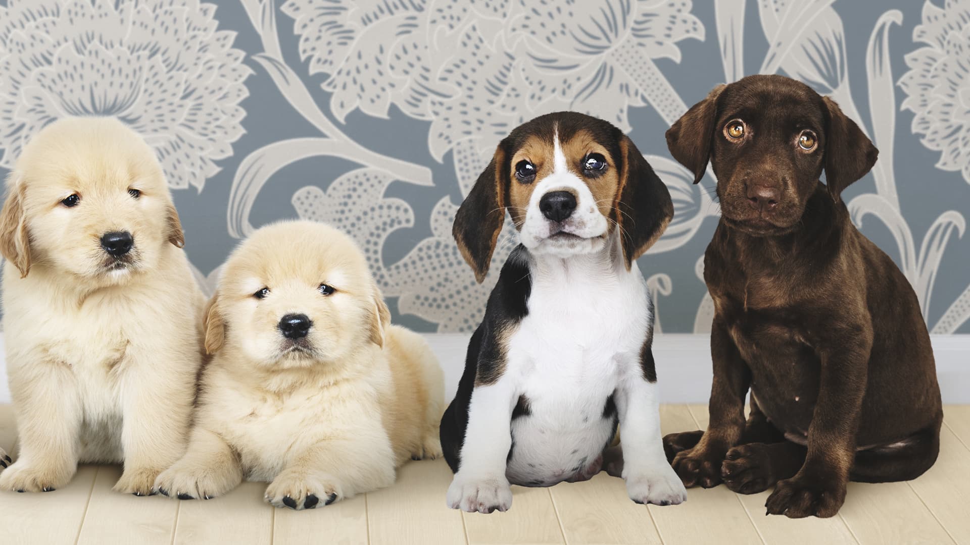 quel race de chien choisir