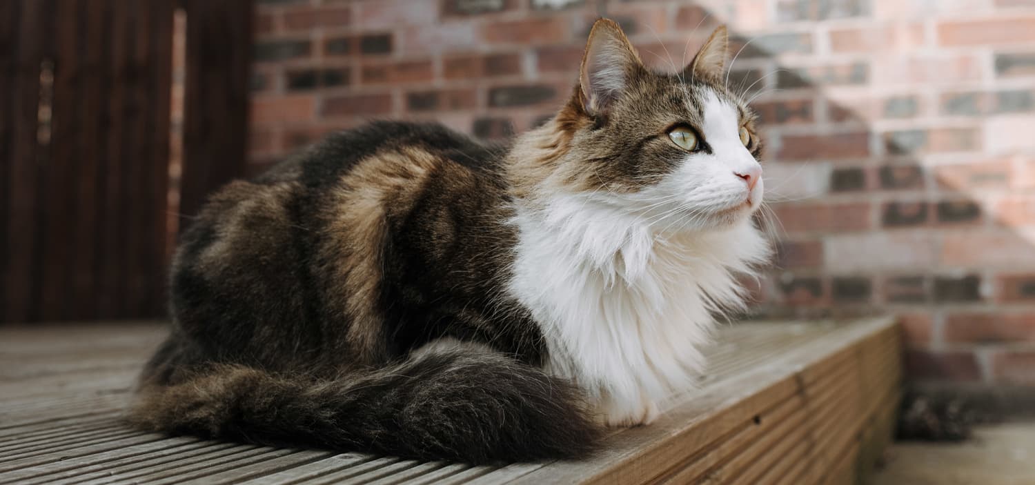 race chat qui ressemble à un lynx