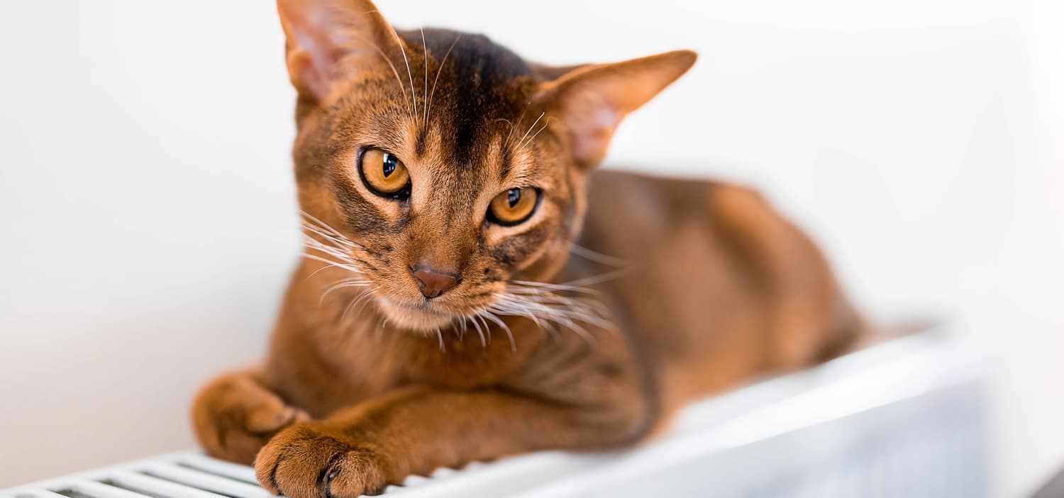 race des chats abyssin