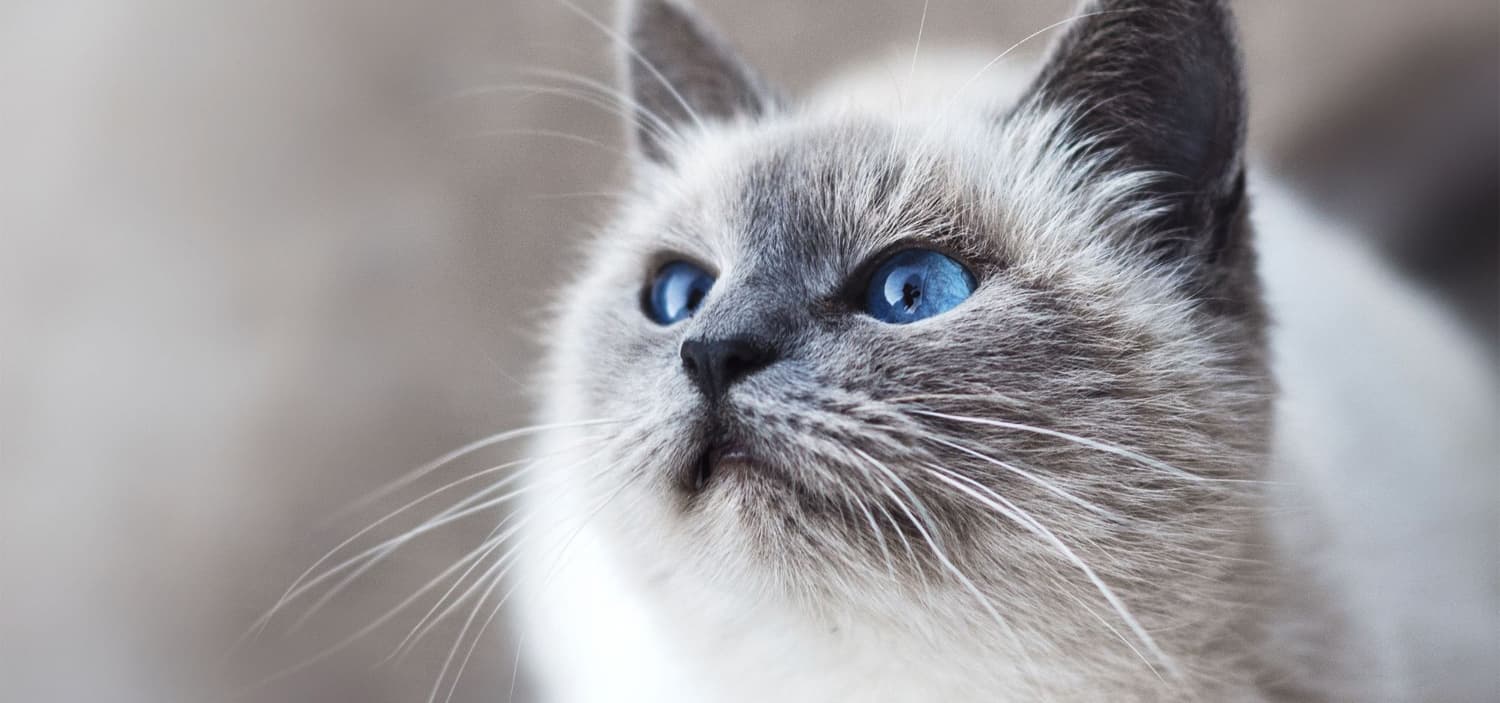 race des chats birmanie