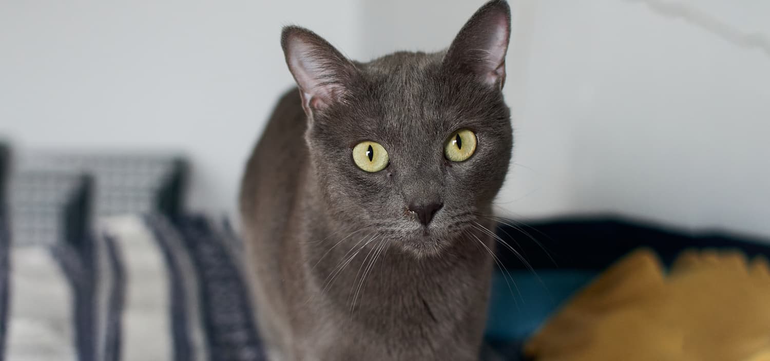 race des chats korat