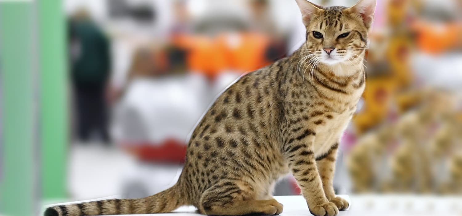 race des chats ocicat