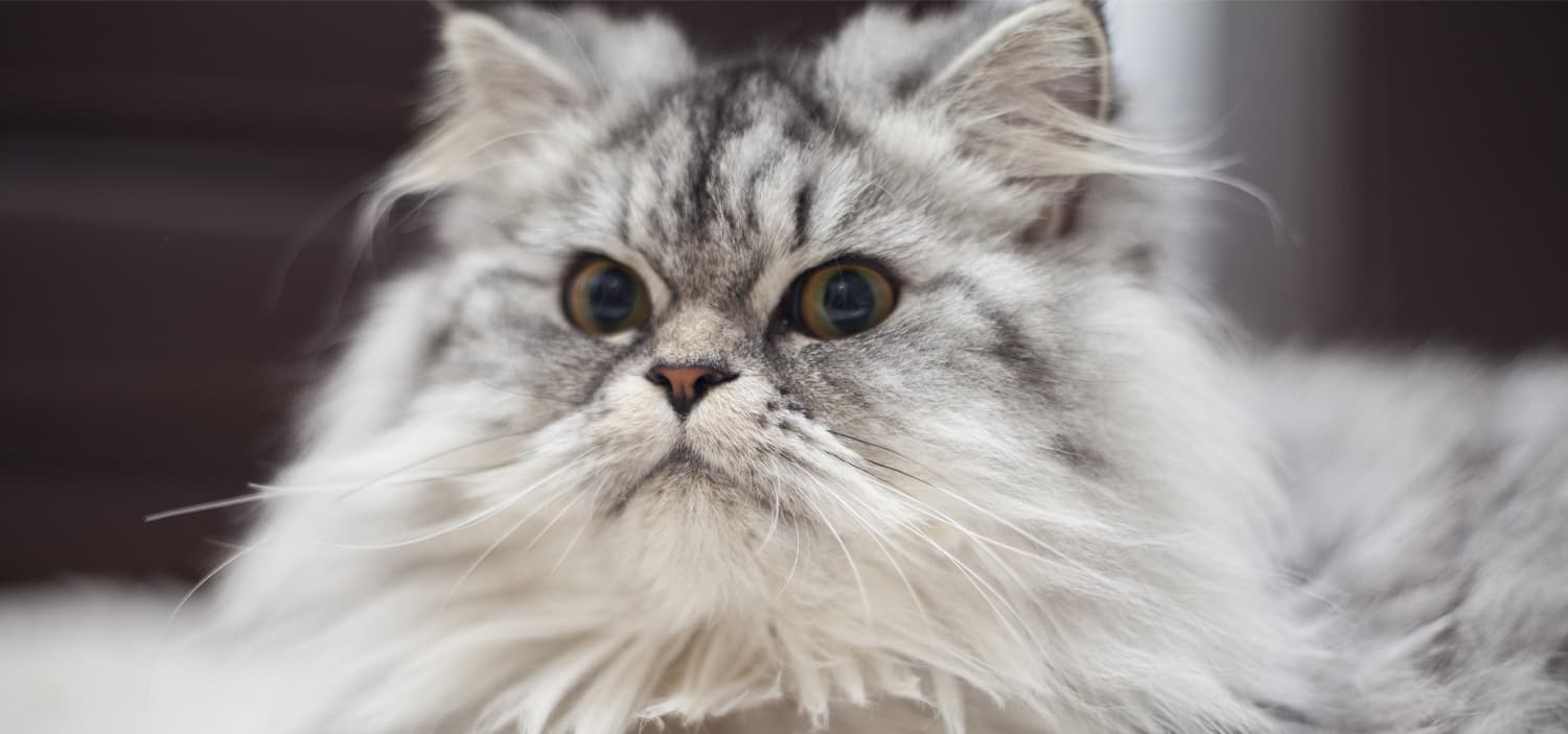 race des chats persan