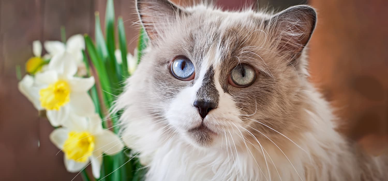 race des chats ragdoll