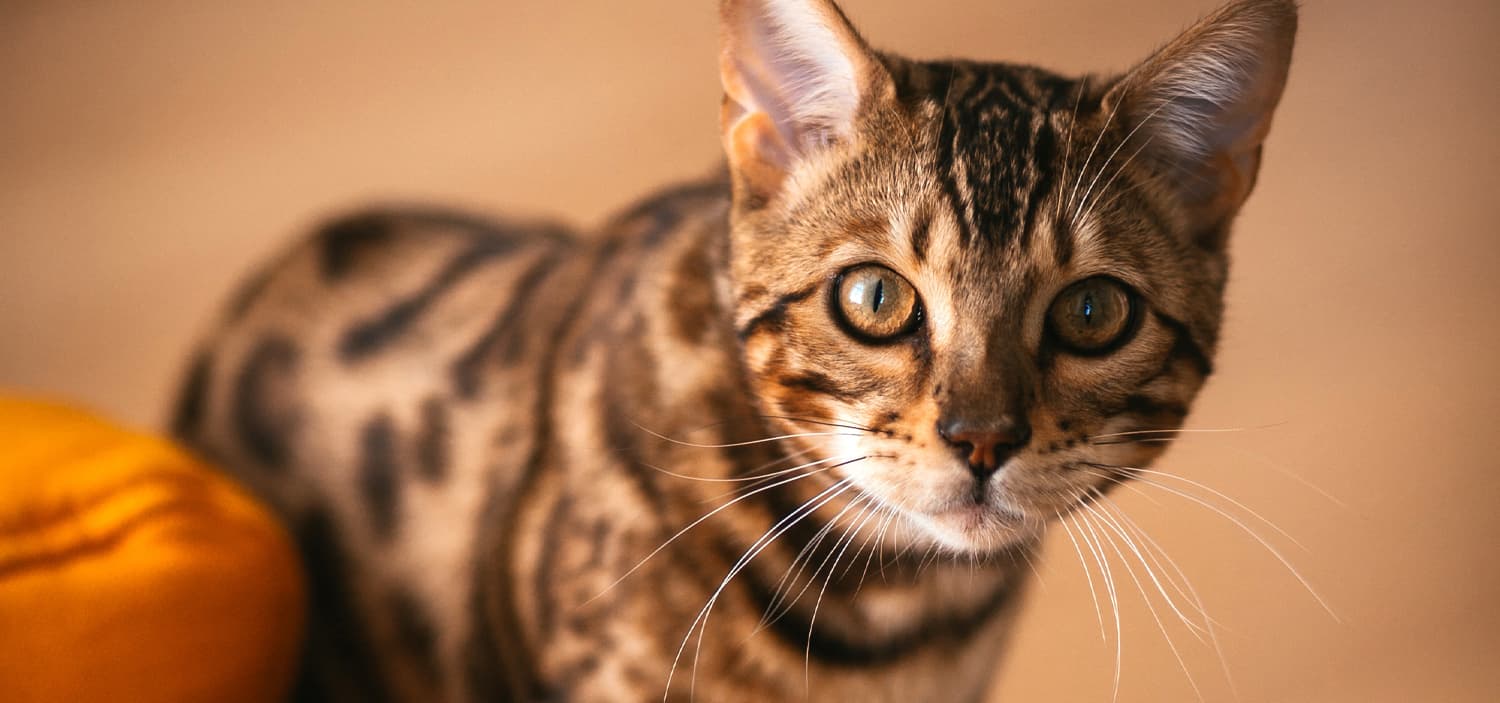 race des chats savannah