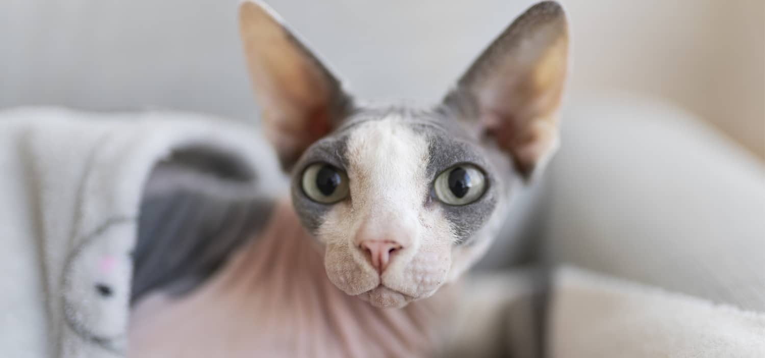 Race chat hypoallergenique