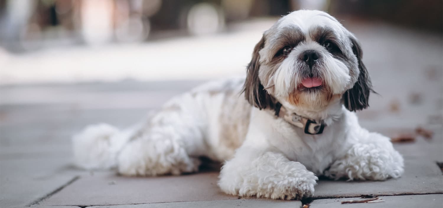 races chiens appartement Shih Tzu