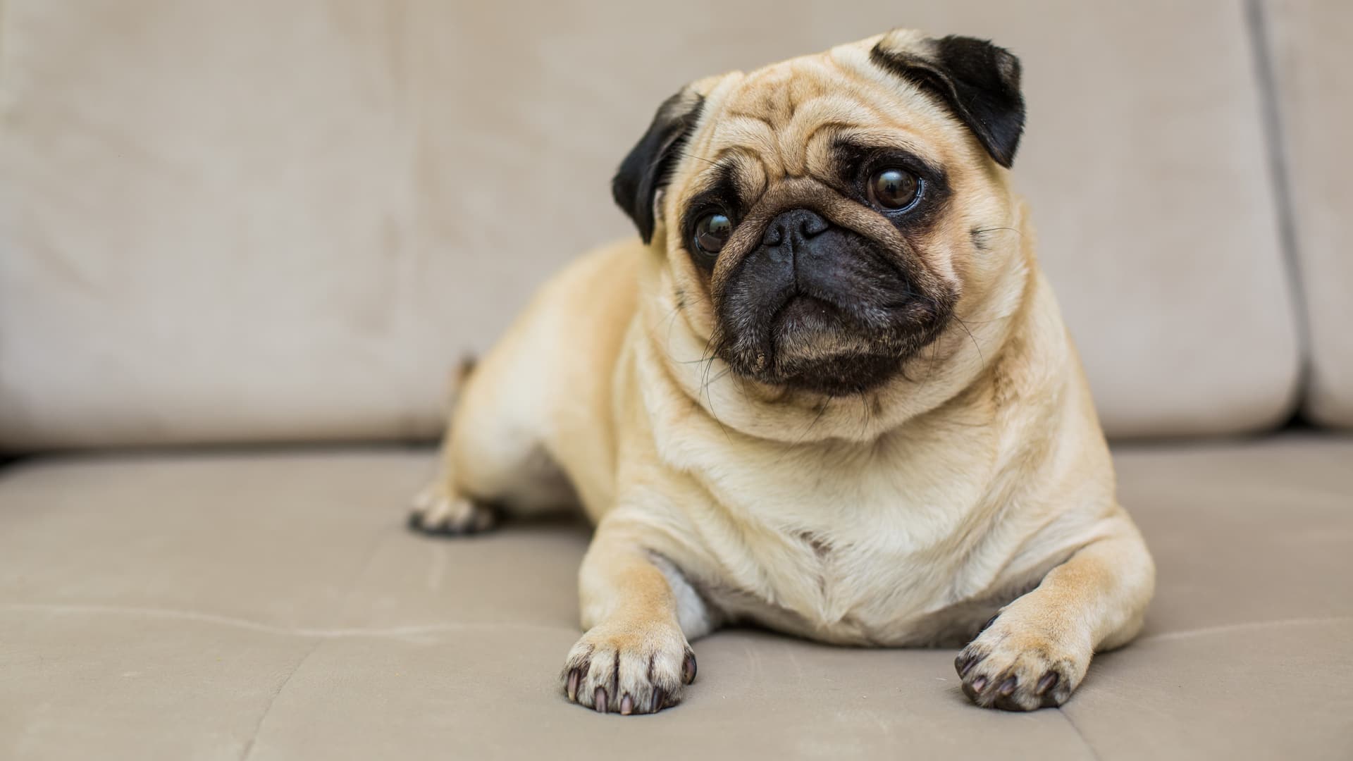 races chiens appartement