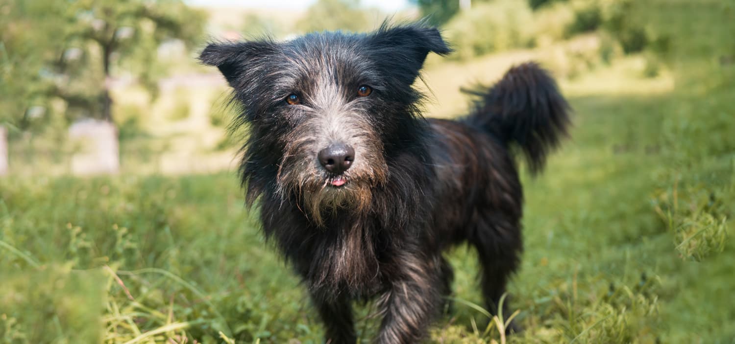 races chiens croisés appartement