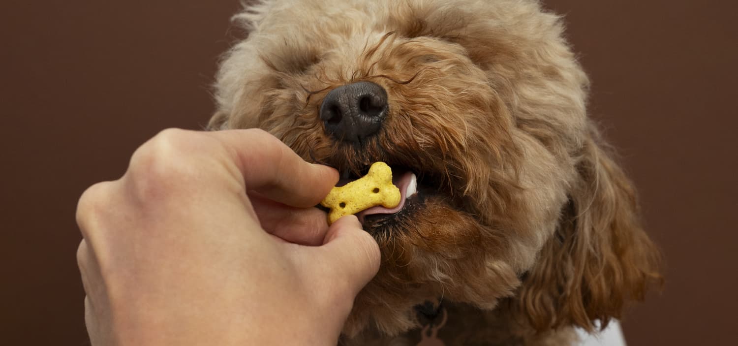 recette biscuit pour chien naturel