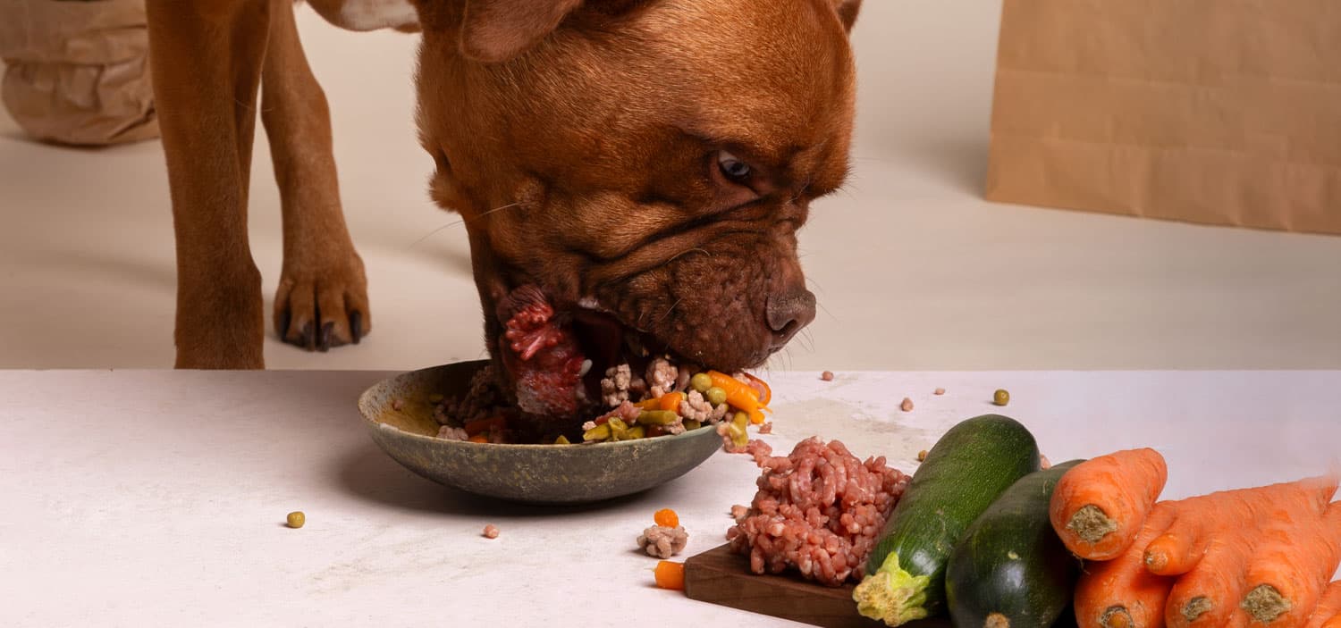 retournement estomac chien symptome