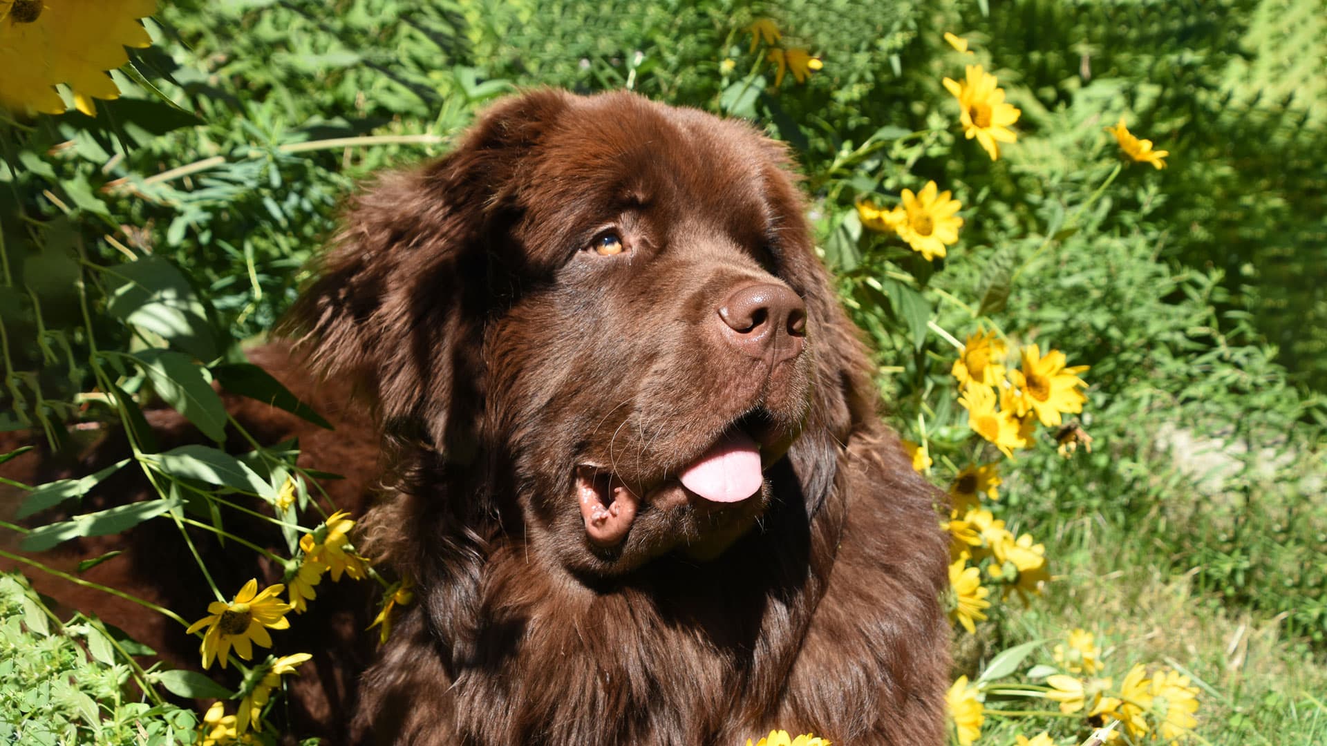 retournement estomac chien