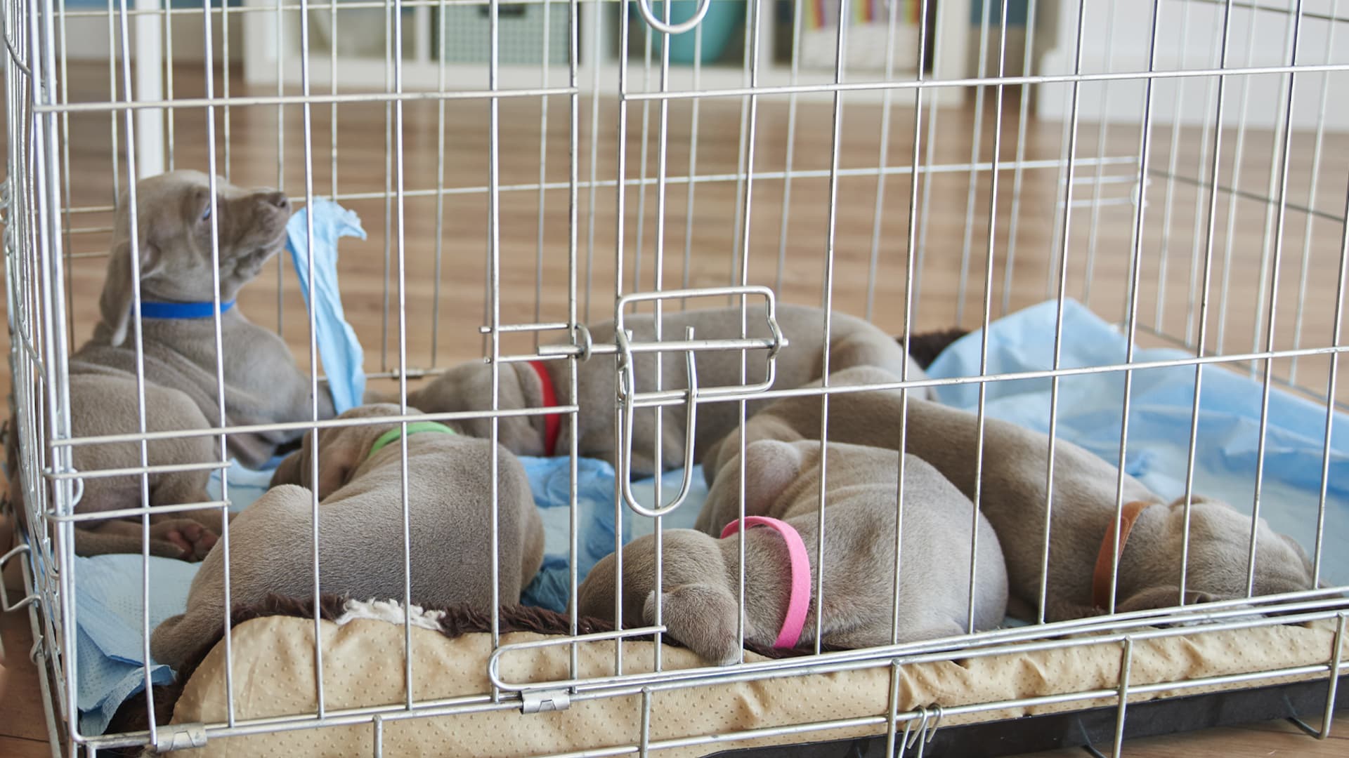 salon du chiot 2025