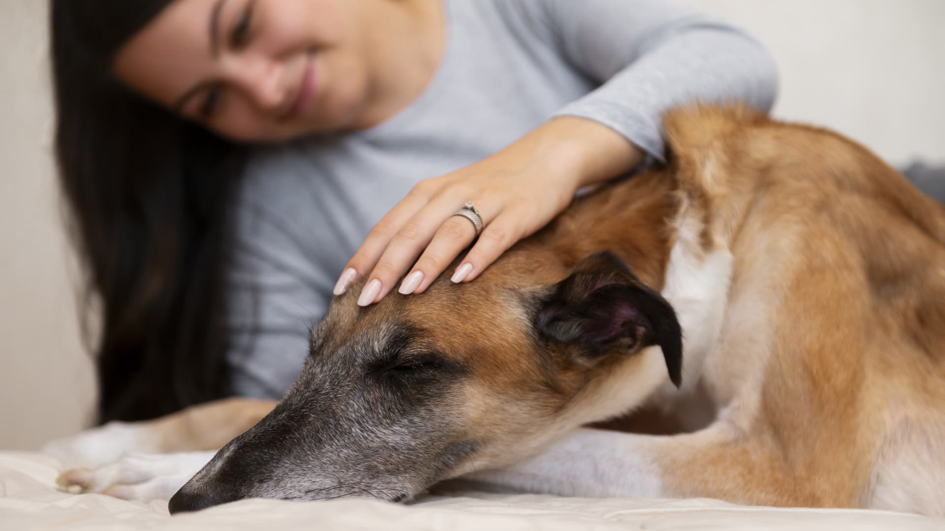 shiatsu chien professionnel