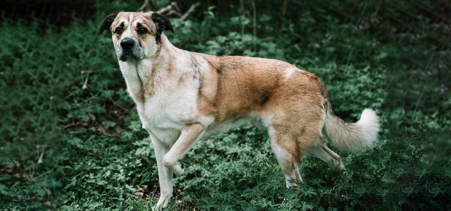 socialiser un chien adulte comment