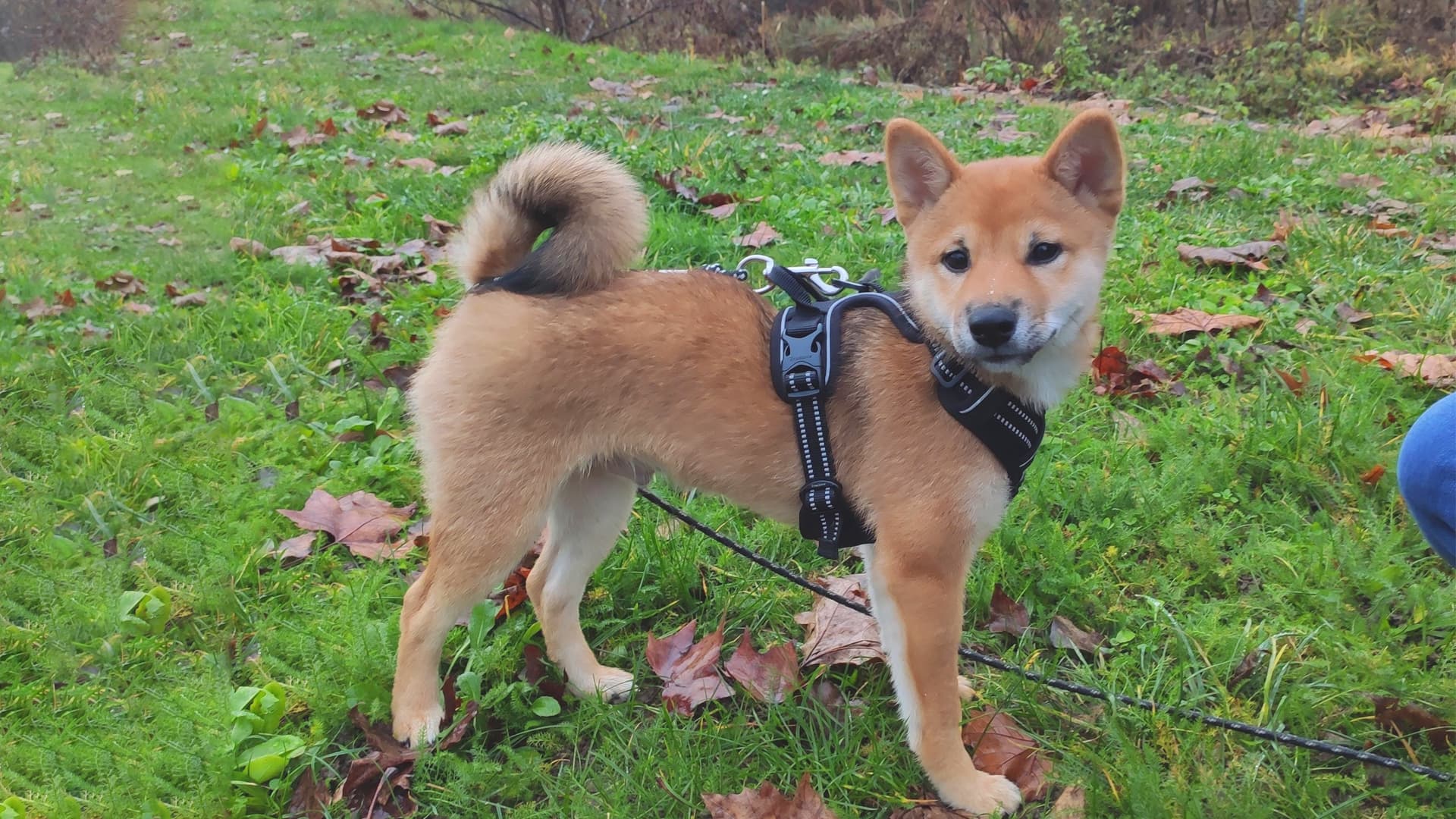 socialiser un chiot