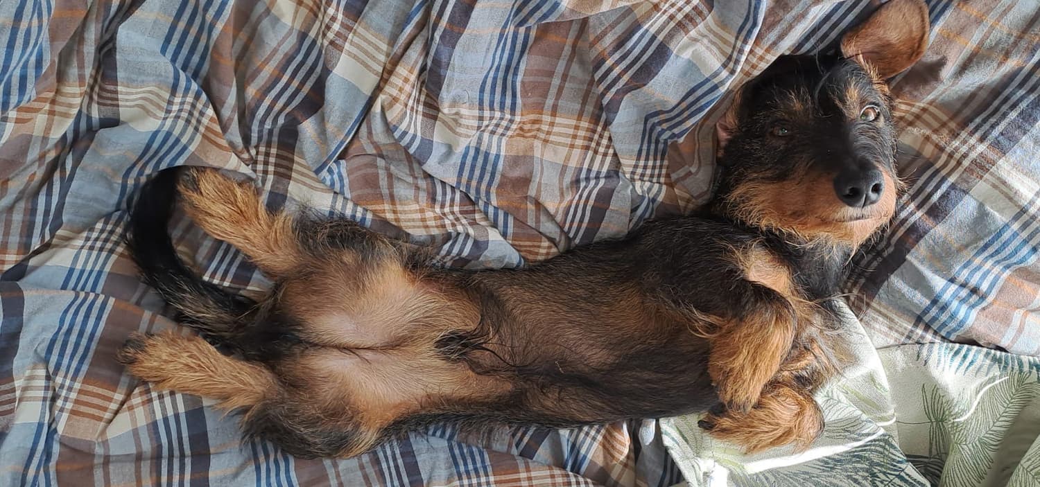 teckel kaninchen poil dur