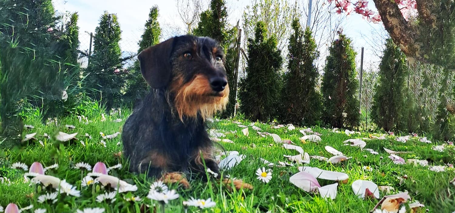 teckel kaninchen poil dur