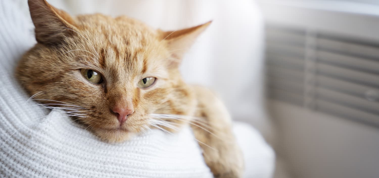 température du chat