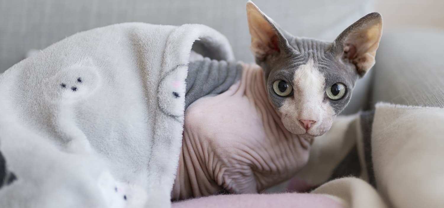 température du chat