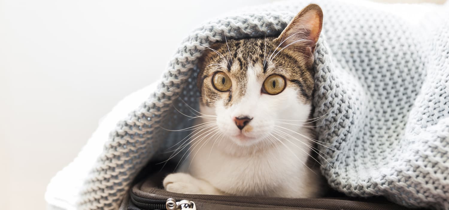 température du chat