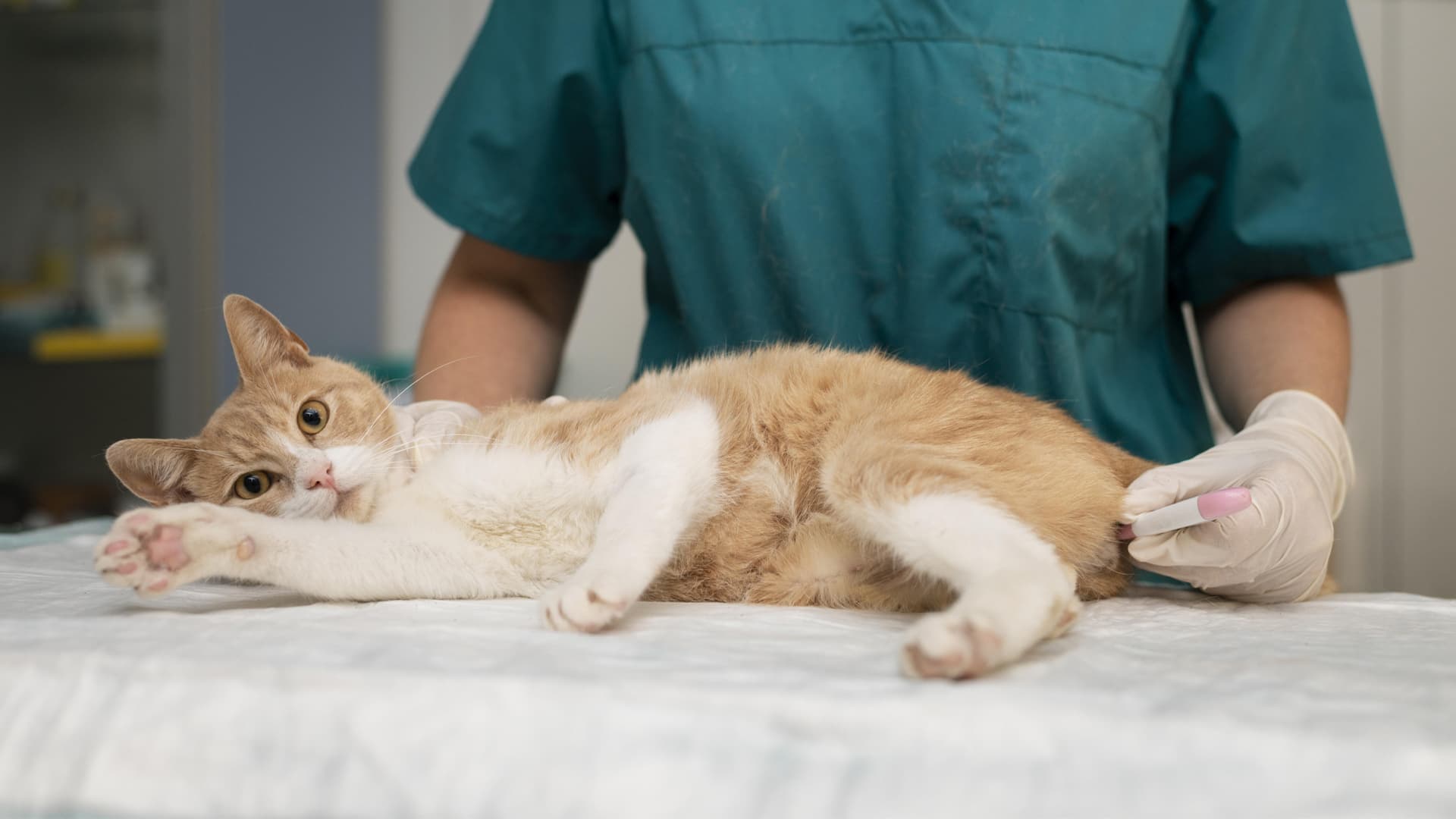 temperature normale du chat