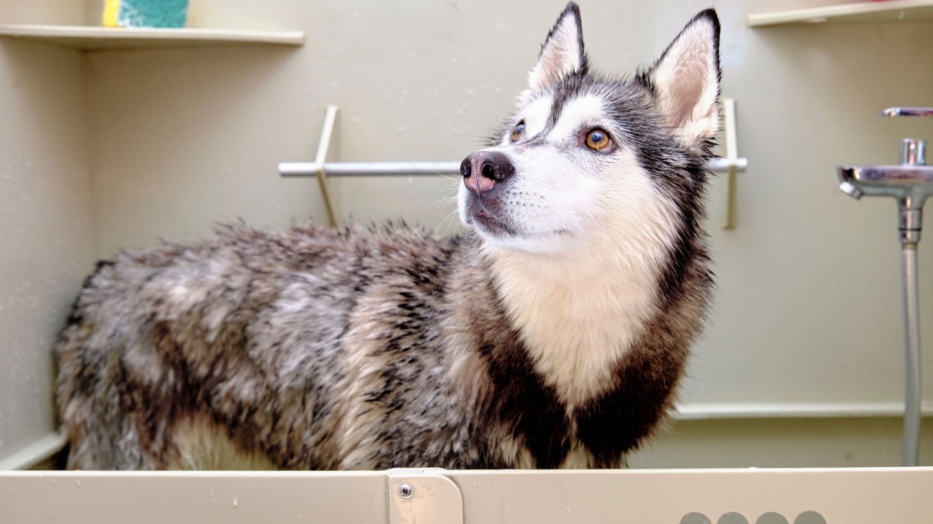 toilettage chien