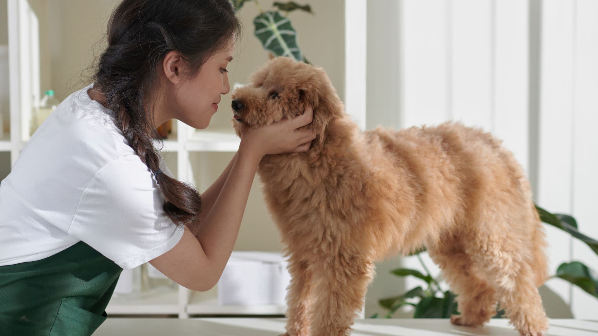 toiletteur canin