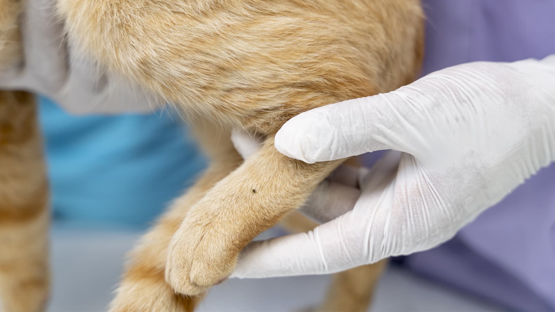 traiter les tiques du chat