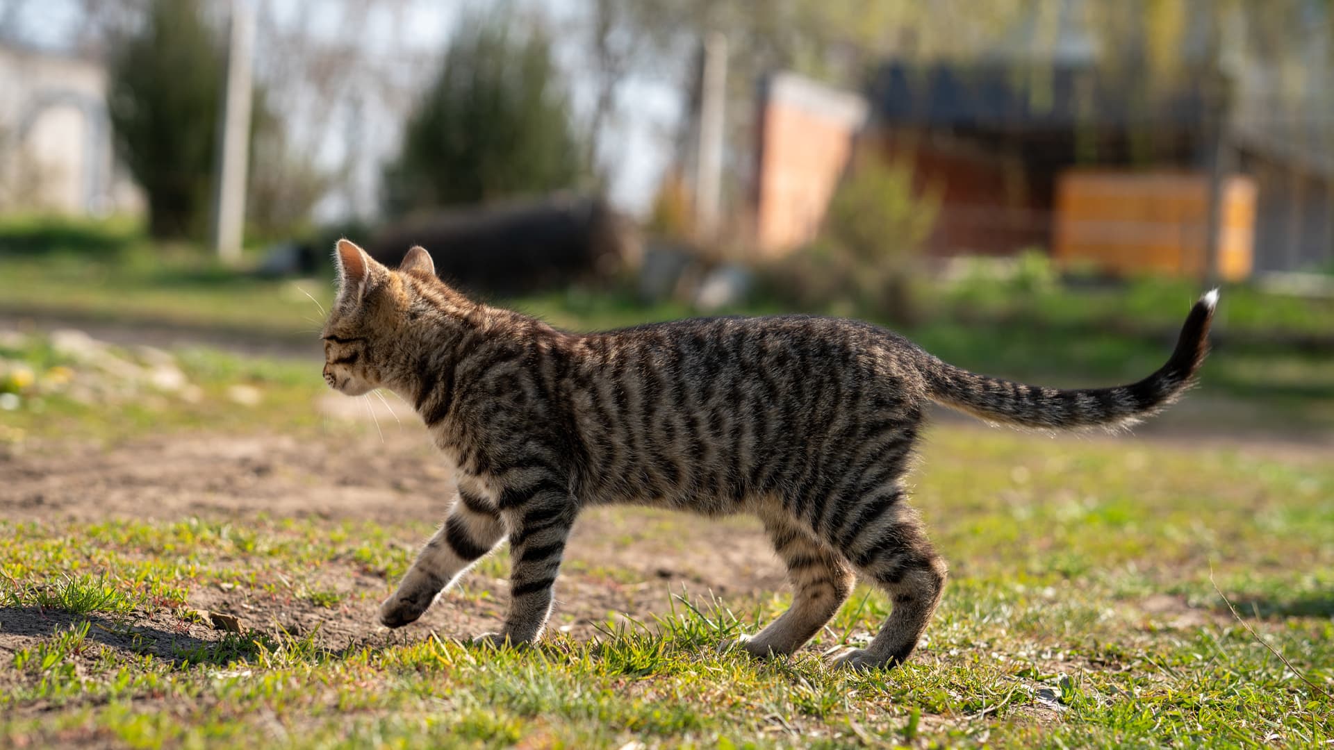 trouver pension chat