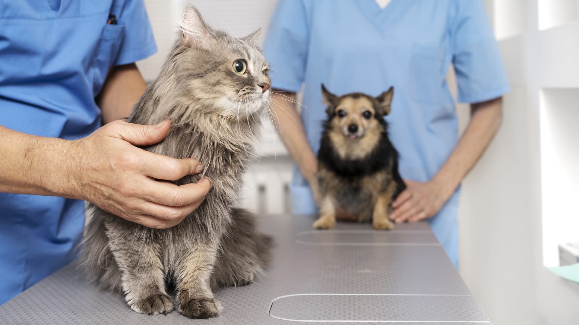 trouver vétérinaire de garde