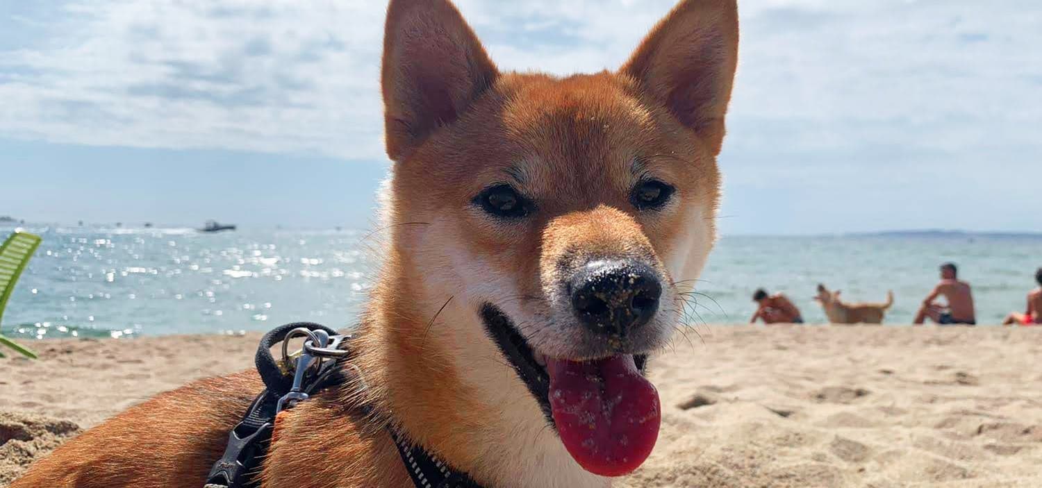 vacances avec son animal