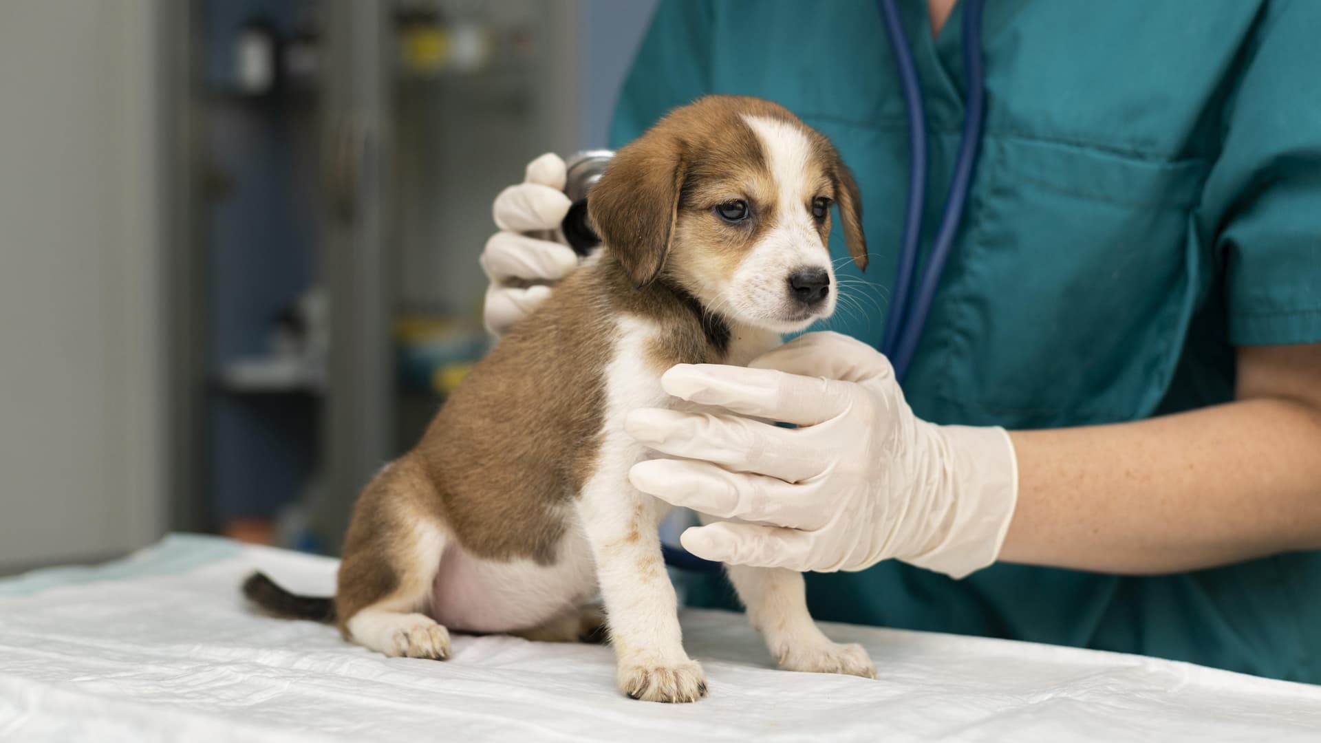 vaccins chiots