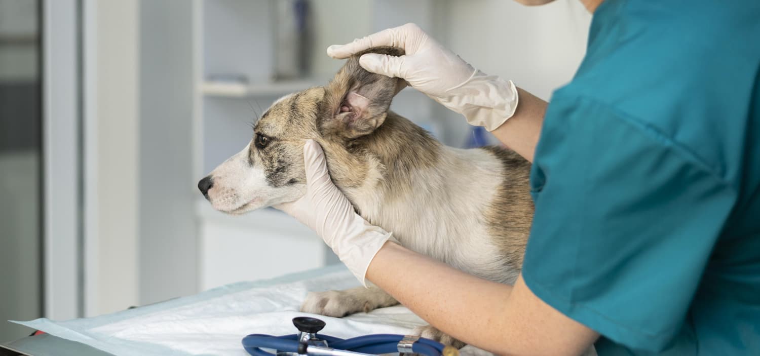 trouver vétérinaire de garde
