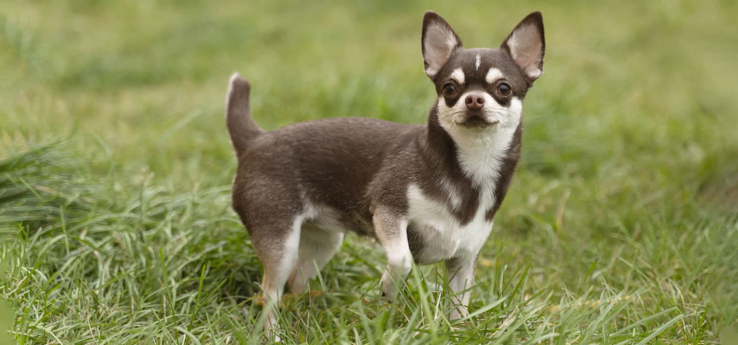 vol de chien pourquoi